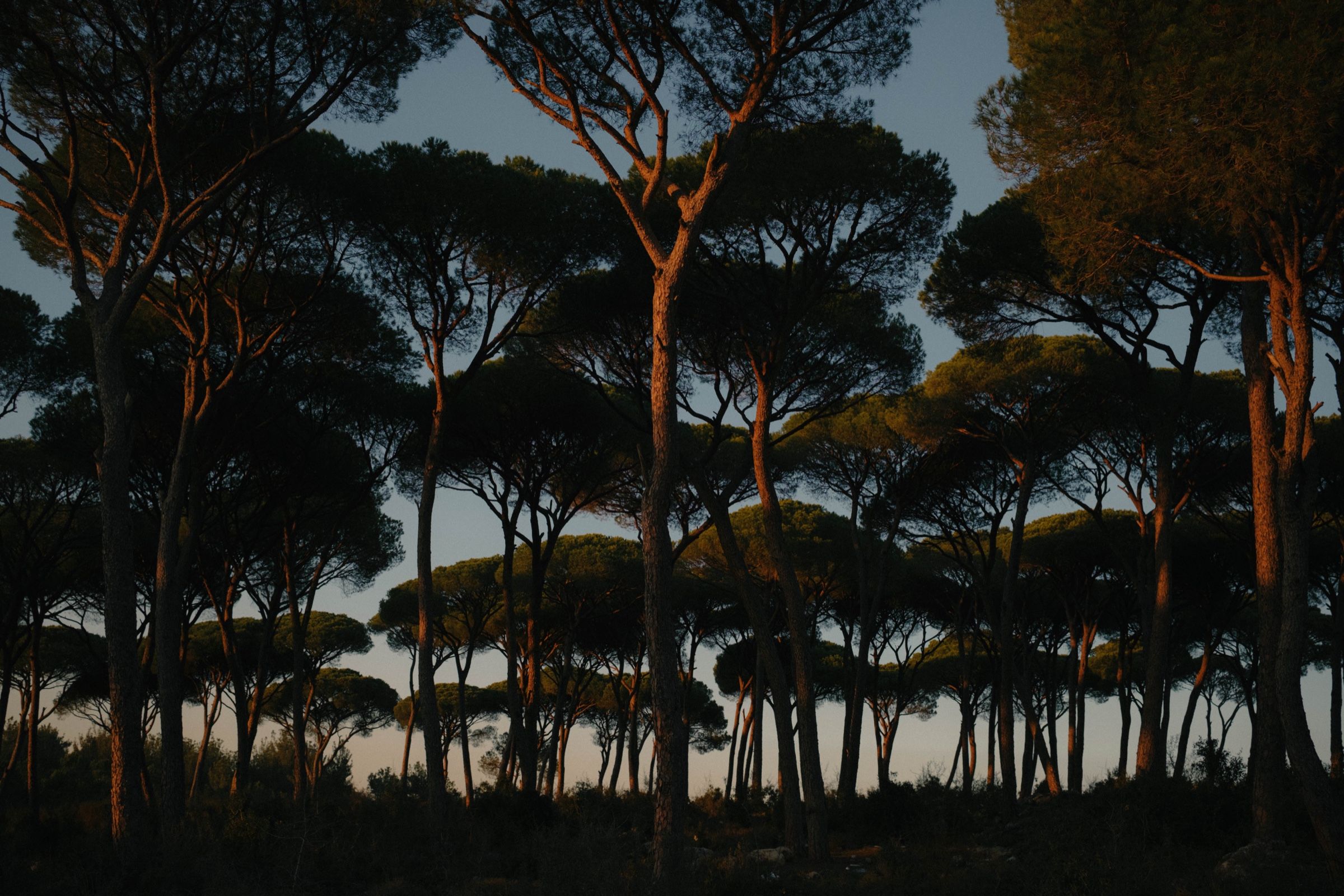 A Landscape of pine trees at sunset in the town of Joun, Lebanon.
