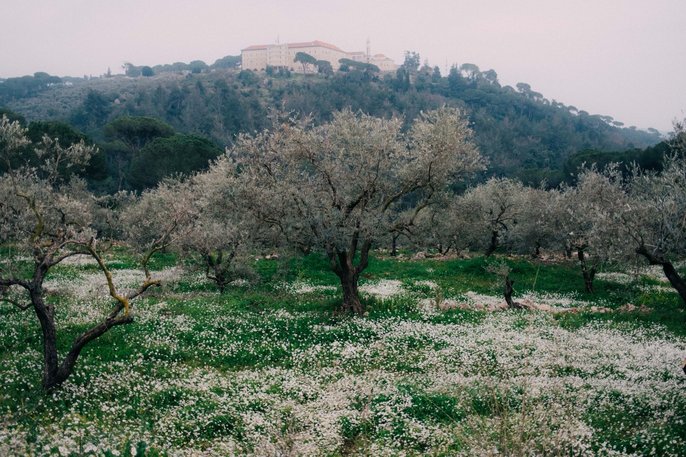 Olive trees standing in a sea of wildflowers and grass. The town of Joun, Lebanon 2025.