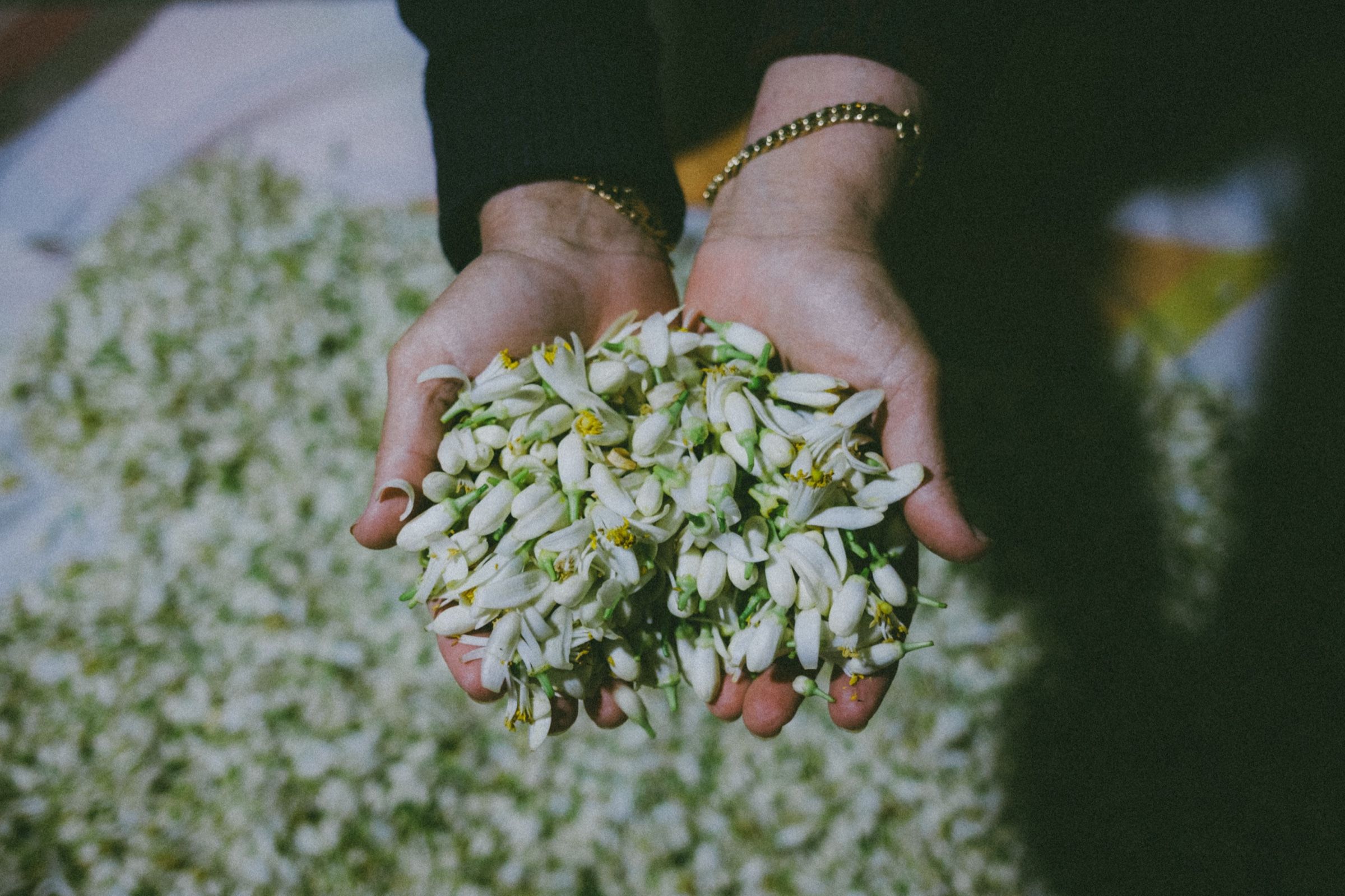 My uncle's wife holding a bunch of orange blossom in her palms during orange blossom season in the town of Joun, Lebanon.