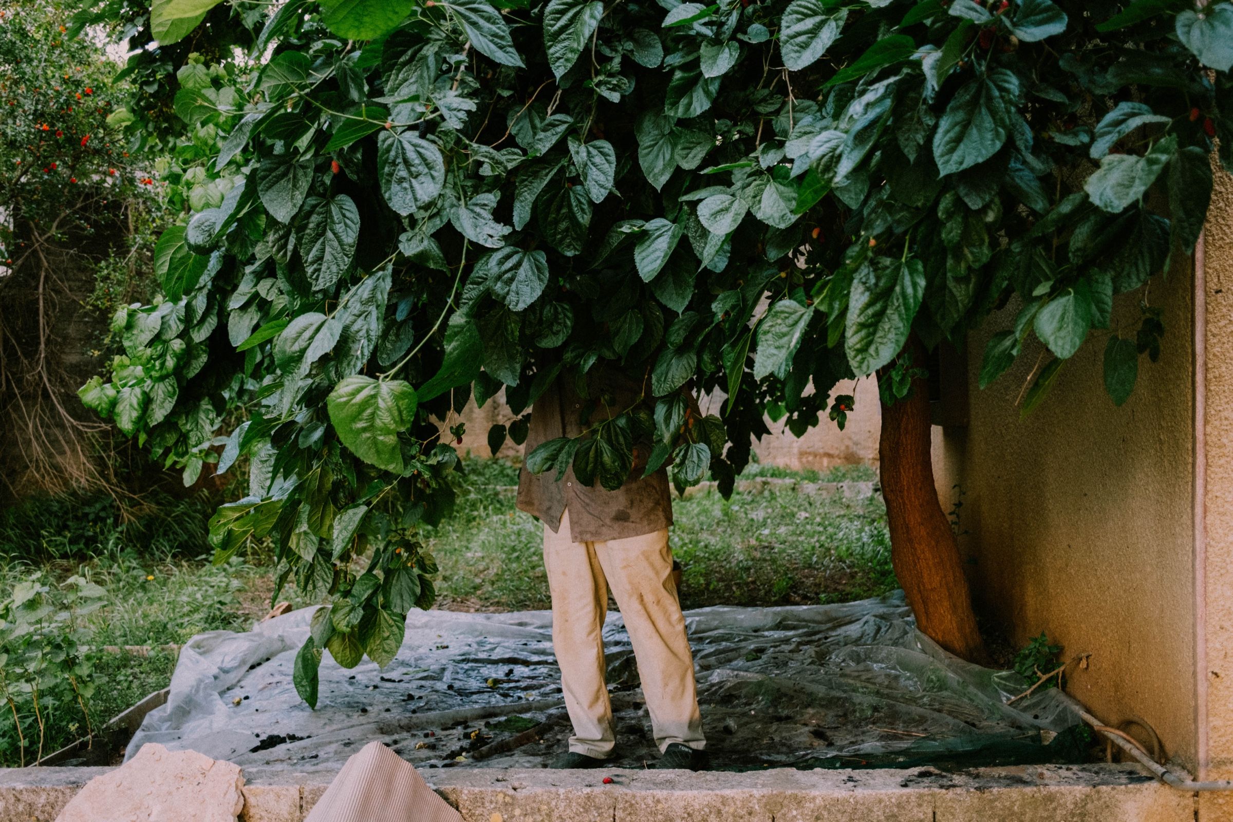 My father’s uncle behind the big mulberry tree, picking its fruit.