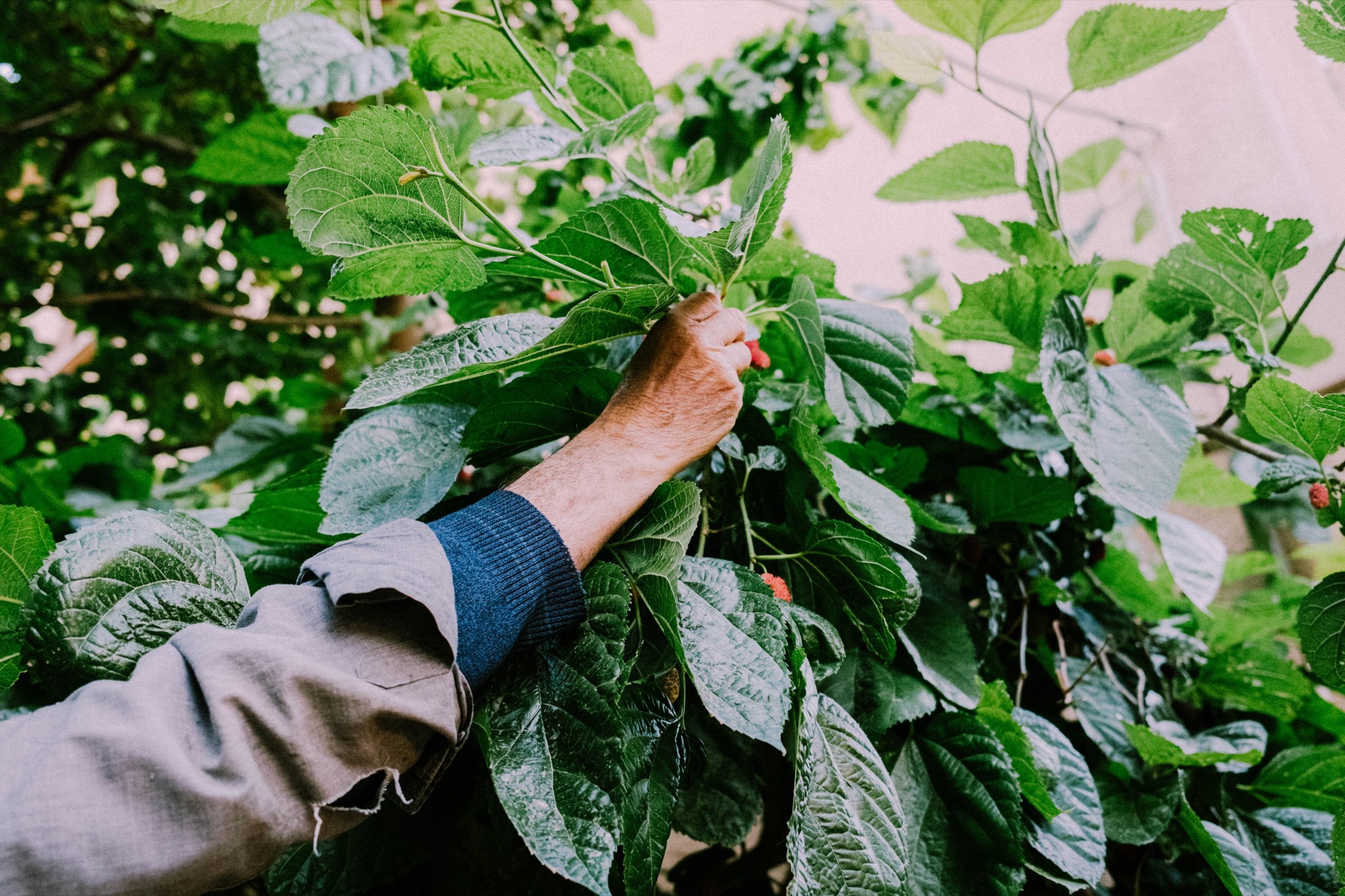 My father’s uncle reaching for the mulberry fruit.