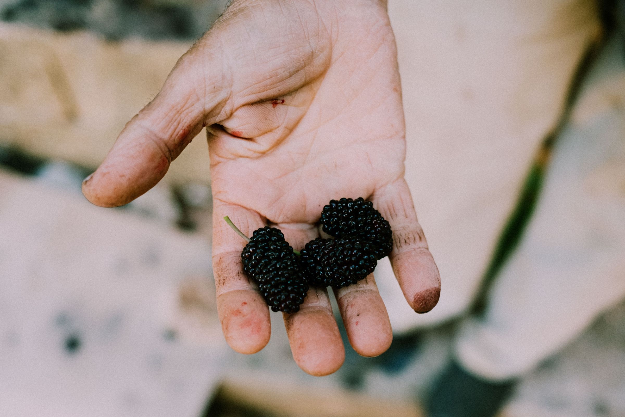 Mulberries resting in the palms of his hands, my father’s uncle showing me the fruit.