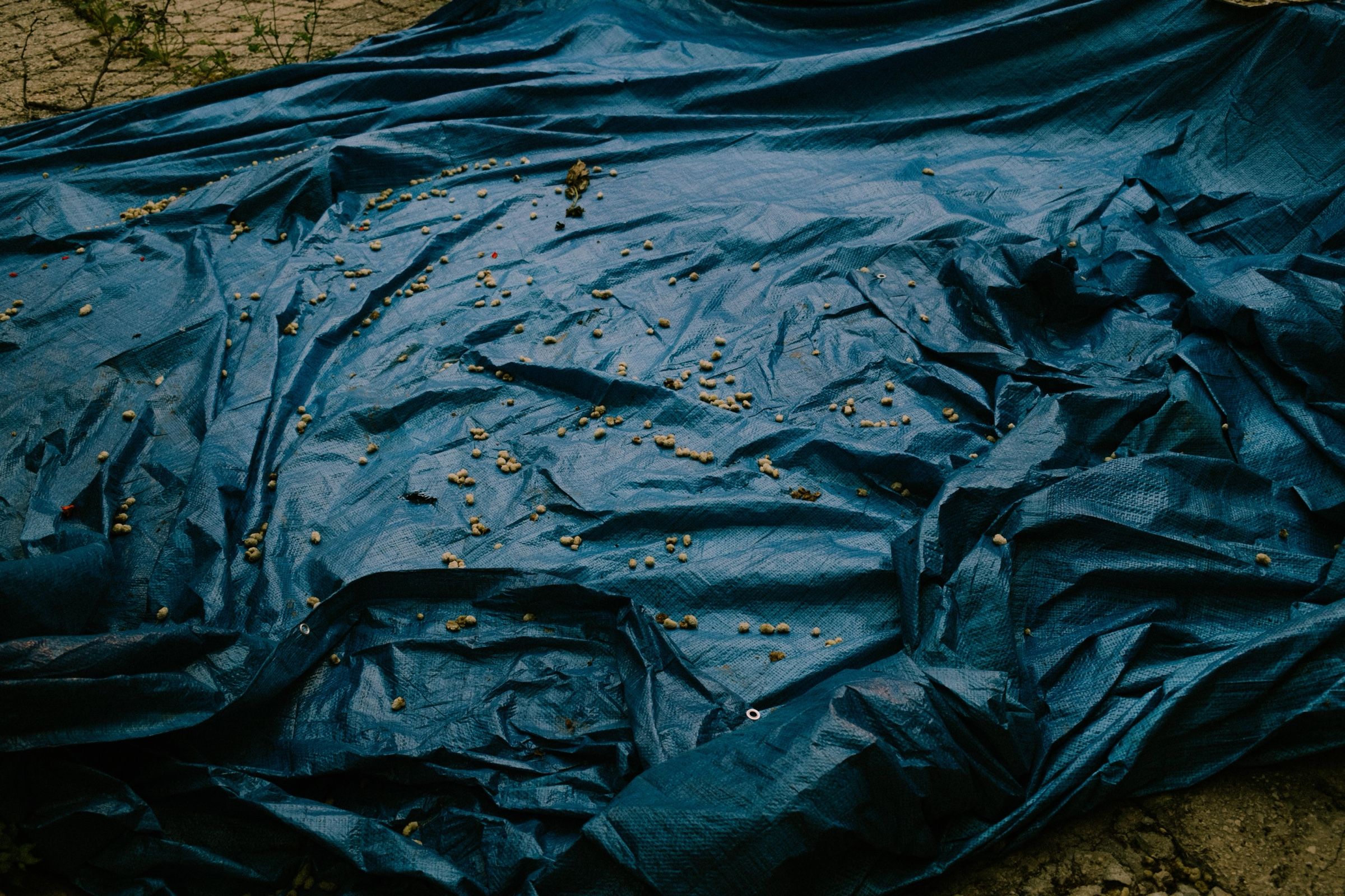 The blue cloth laid out under the mulberry tree, filled with the season’s ripe fruit.