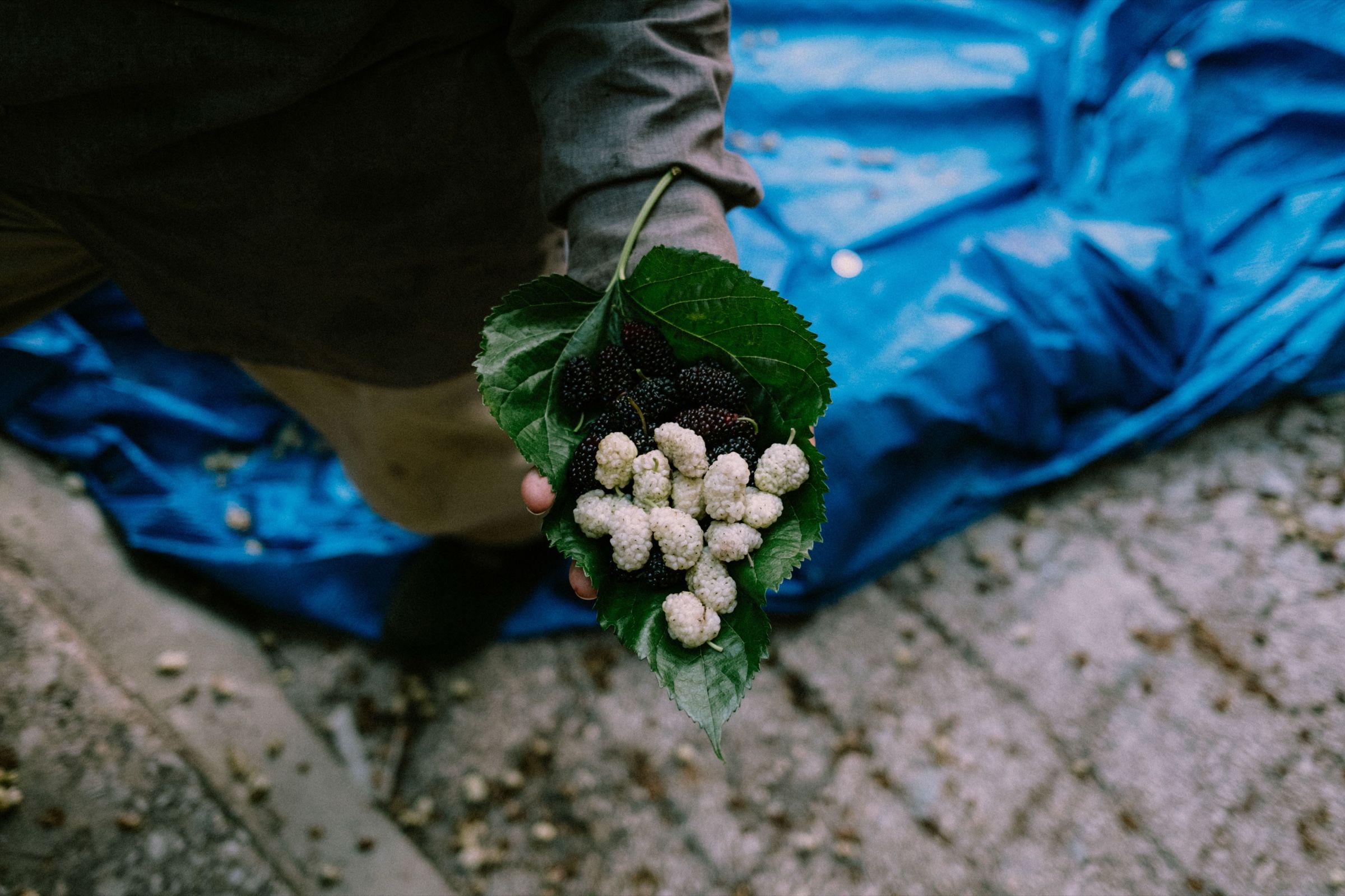 Khalil holding a mulberry leaf with both white and black mulberries on it.