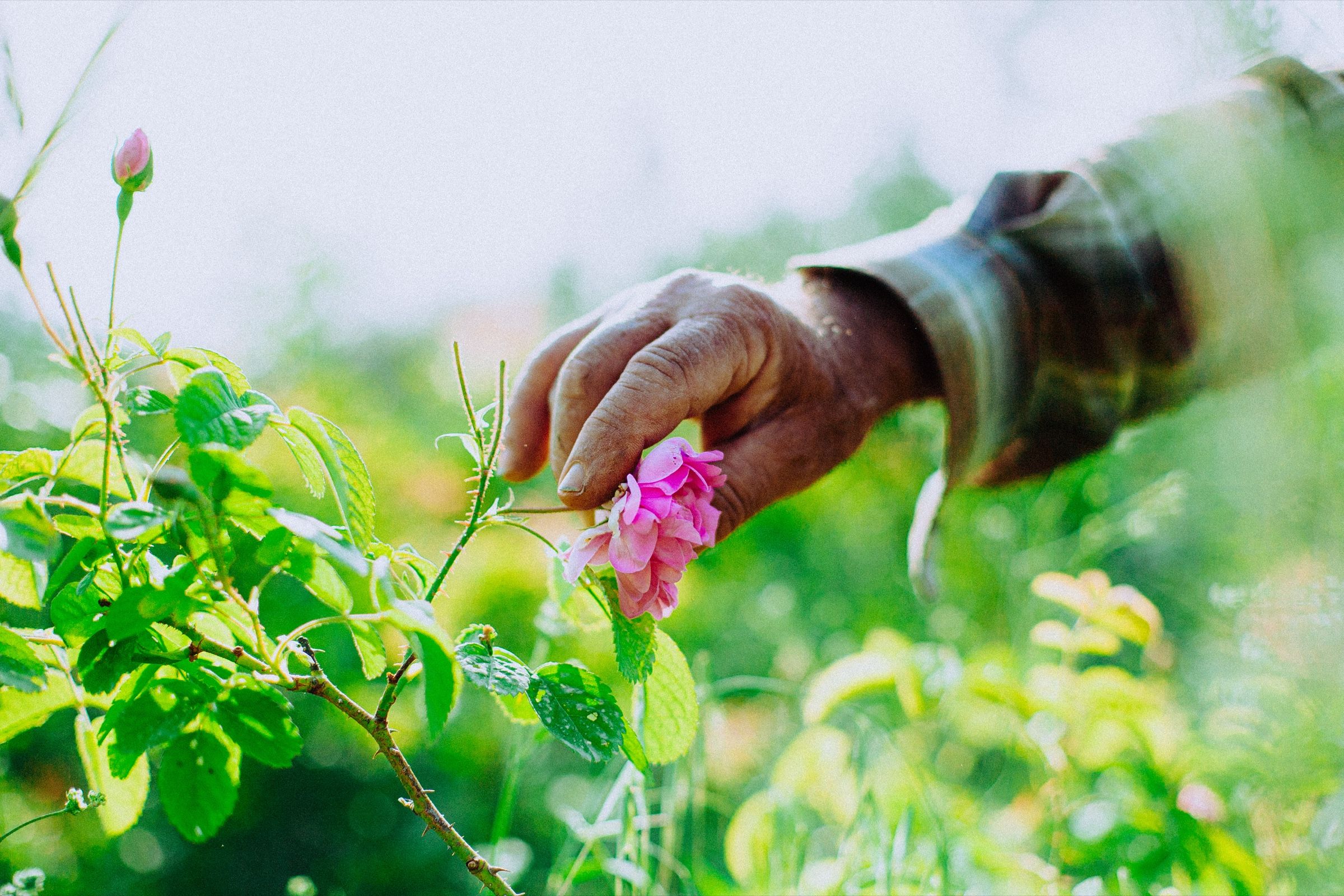 Anis takes a rose between his fingers at the end of a thorny cane, the light behind him almost white.