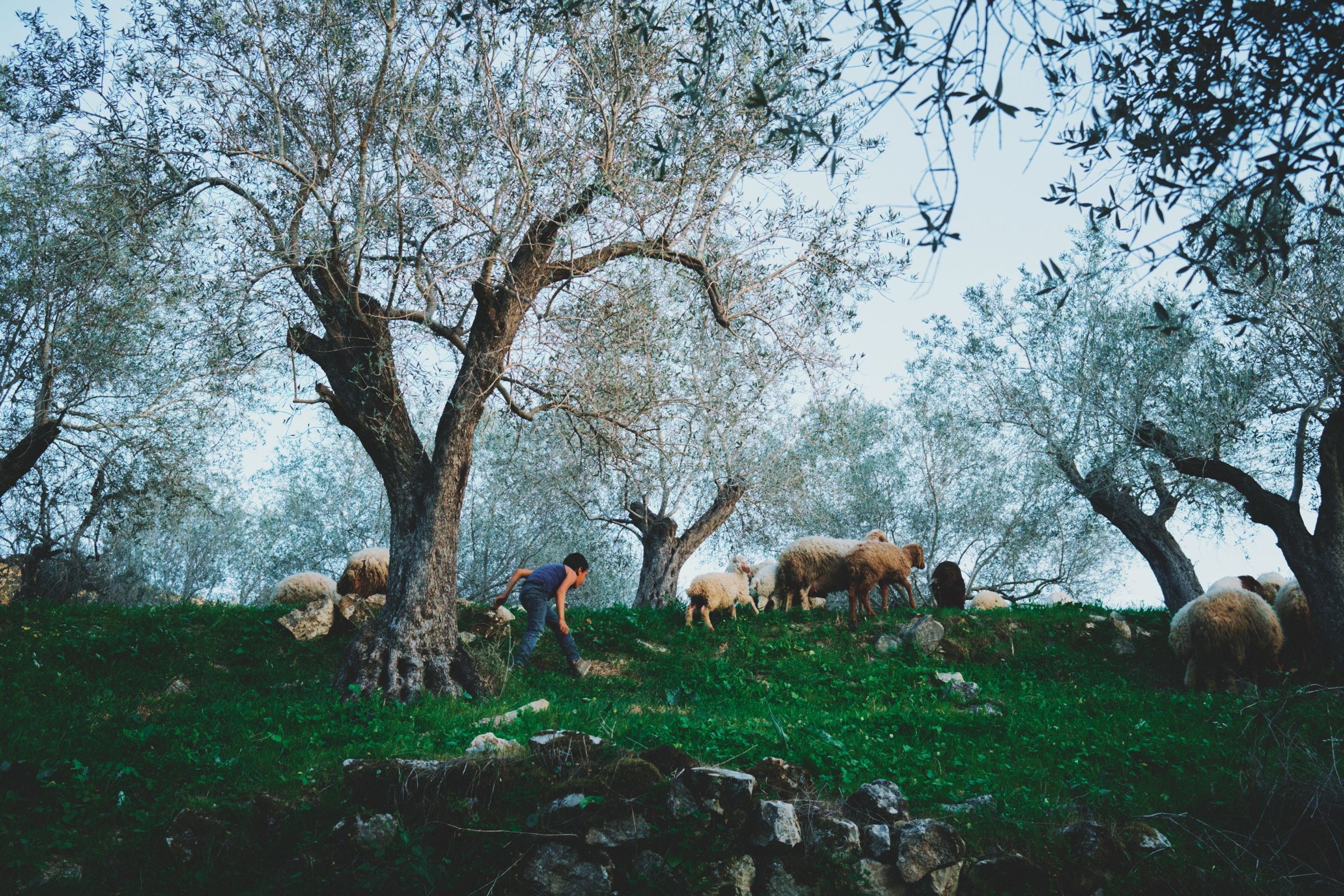 A boy tends to his sheep among olive trees in the hills surrounding Joun. The town of Joun, Lebanon, 2025.