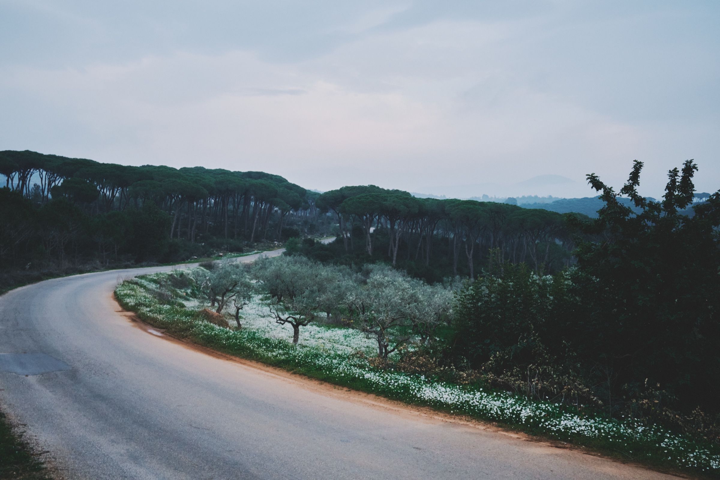 A long road winds past olive trees and white wildflowers at the edge of Joun’s pine forest. Once crowded with people and traffic, the road now lies quiet. The town of Joun, Lebanon, 2025.